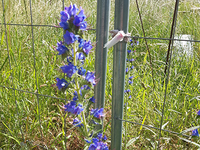 Purple flowers of Echium vulgare, known as viper's bugloss and blueweed is a species of flowering plant in the borage family Boraginaceae.