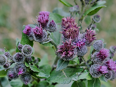 open and wilted flowers of burdock. Burdock. Burdock spines. Burdock hooks