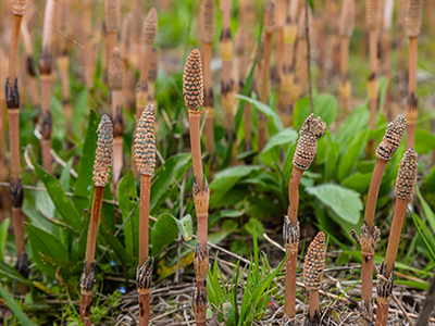 Equisetum arvense, the field horsetail or common horsetail, is an herbaceous perennial plant of the family Equisetaceae. Horsetail plant Equisetum arvense.