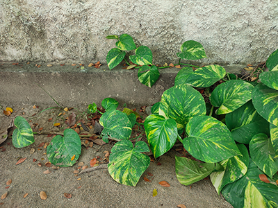 Epipremnum aureum creeping on the ground with a wall background. Negative space. Soft focus. Golden pothos. Ivy arum. Ceylon creeper. Ailver vine. Hunter's robe. Devil's ivy. Solomon Islands ivy.