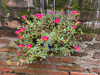 Bloom Moss-rose purslane - Portulaca grandiflora is a succulent flowering plant in the purslane family Portulacaceae, native to southern Brazil, Argentina, Uruguay often cultivated in gardens.