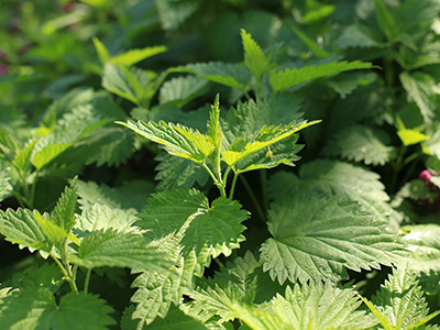 Bush of stinging-nettles. Nettle leaves. Top view of the photo. Botanical pattern. Greenery common nettle.