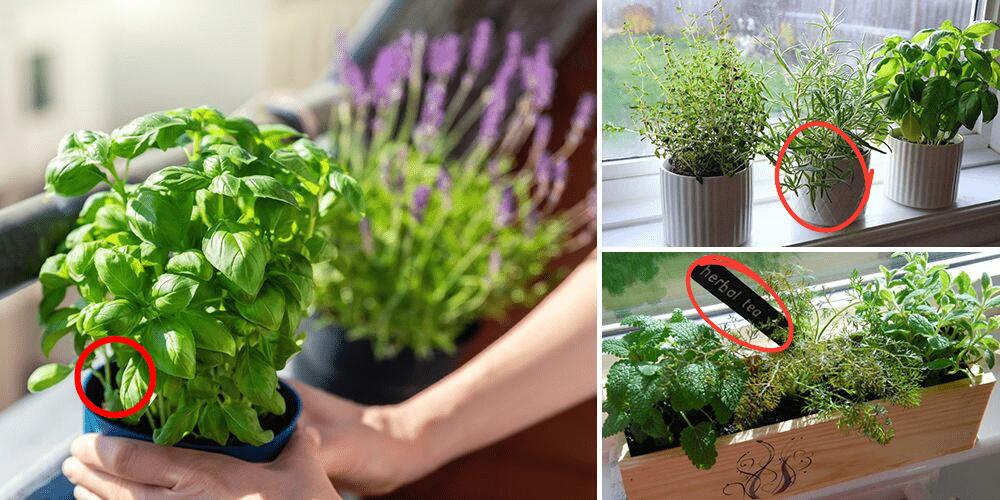 The Urban Guide to Growing Medicinal Plants