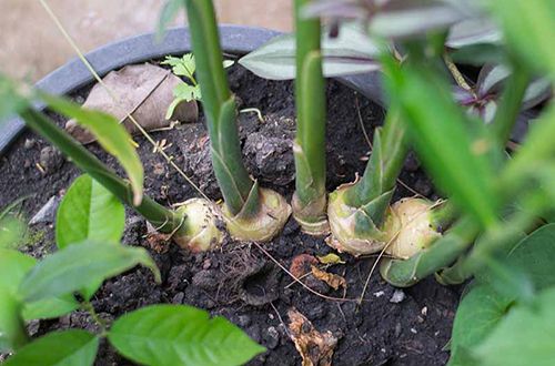 UrbanGuide - Growing In A Pot