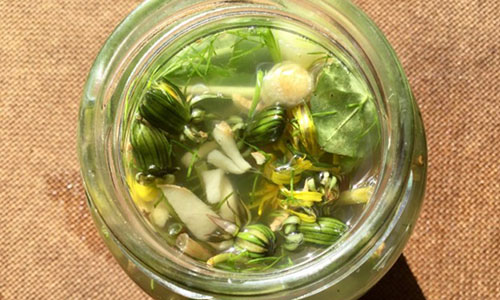 PickledDandelion - Step 12