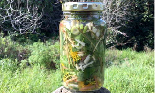 PickledDandelion - Step 14