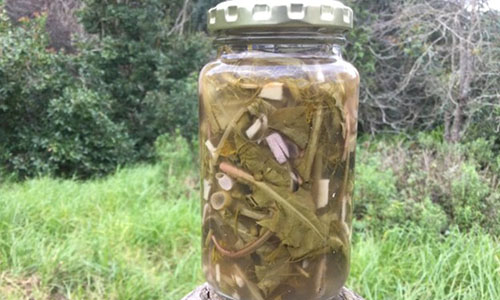 PickledDandelion - Step 15