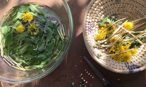 PickledDandelion - Step 2