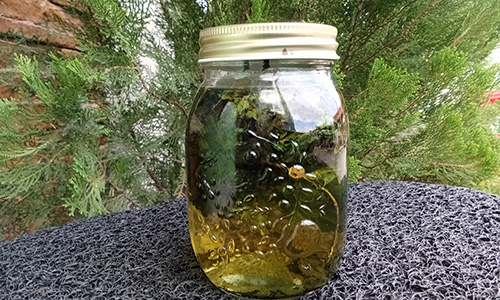 Antiseptic nettle - 2