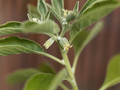Flower of an ashwagandha plant, Withania somnifera