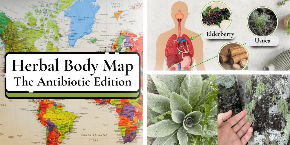 Herbal Body Map Antibiotic
