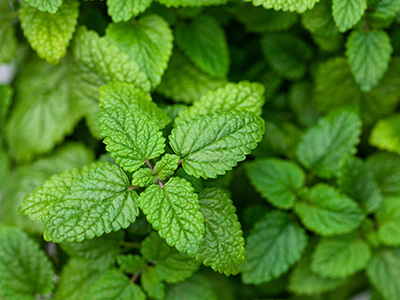 lemon balm (melissa) herb leaves closeup