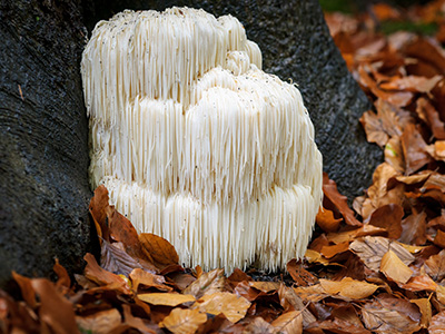 The rare Edible Lion's Mane Mushroom / Hericium Erinaceus / pruikzwam in the Forest. Beautifully radiant and striking with its white color between autumn leaves and the green moss Photographed on the Veluwe at the leuvenum forest in the Netherlands.
