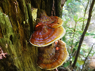 Reishi ( Ganoderma tsugae ) growing in the forest. Popular mushr