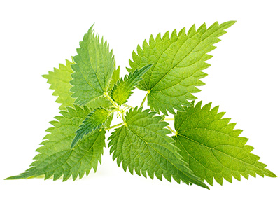 Nettle leaves isolated on white background