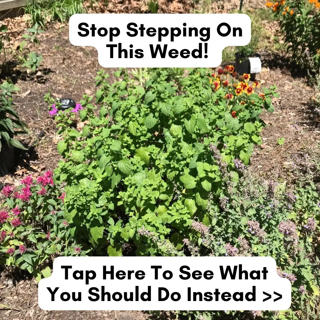 Lemon Balm Don't Step On