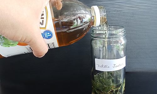 DIY Kidney Stone Breaker Stinging Nettle