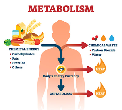 Metabolism vector illustration. Labeled chemical energy educational scheme. Explanation diagram with food carbohydrates, fats and proteins reactions to create ATP and heat. Biological diet infographic