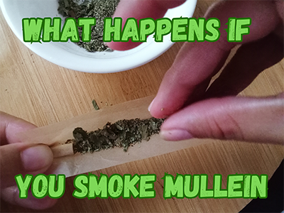 What happens if you smoke mullein