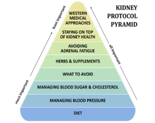 kidney protocol pyramid