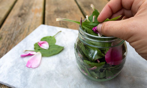 Anti-Eczema Plantain Oil - Step 1