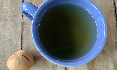 Avocado Seeds Step 5