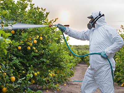 Weed insecticide fumigation. Organic ecological agriculture. Spray pesticides, pesticide on fruit lemon in growing agricultural plantation, spain. Man spraying or fumigating pesti, pest control.