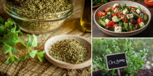 Does Oregano Damage Your Kidneys A Doctor Explains - em6pb1y