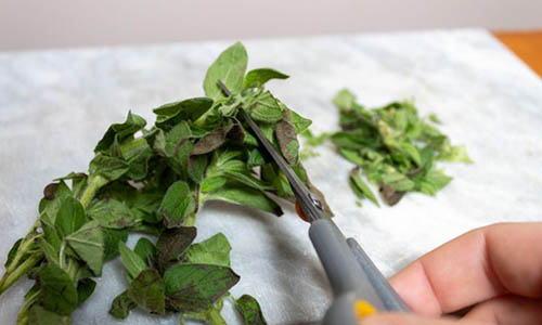 01 Oregano Herbal Extract step one