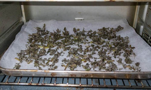 02 Drying Oregano in Oven