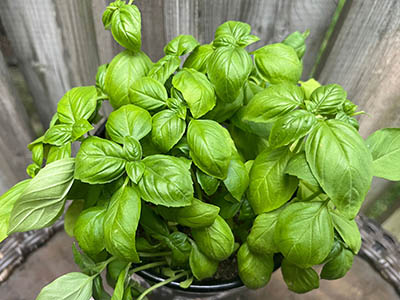 Basil
