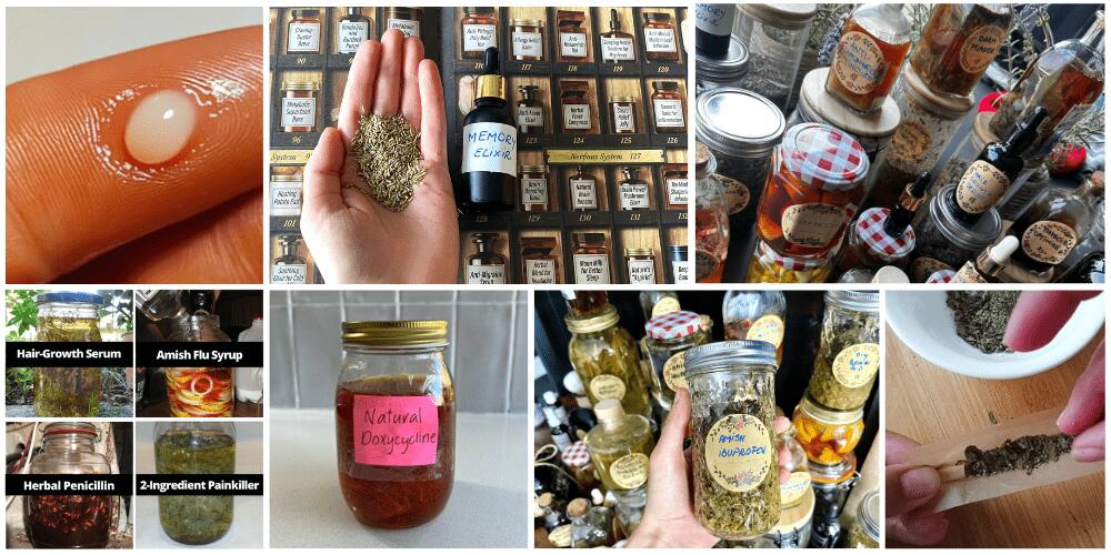 Herbal Body Map The Antibiotic Edition