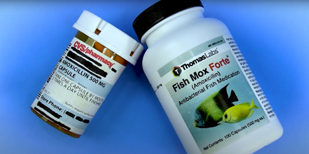 how to make amish amoxicillin