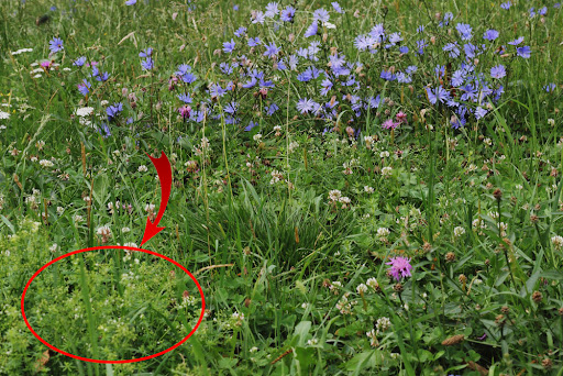 The Forgotten Fertility Plant TLRA