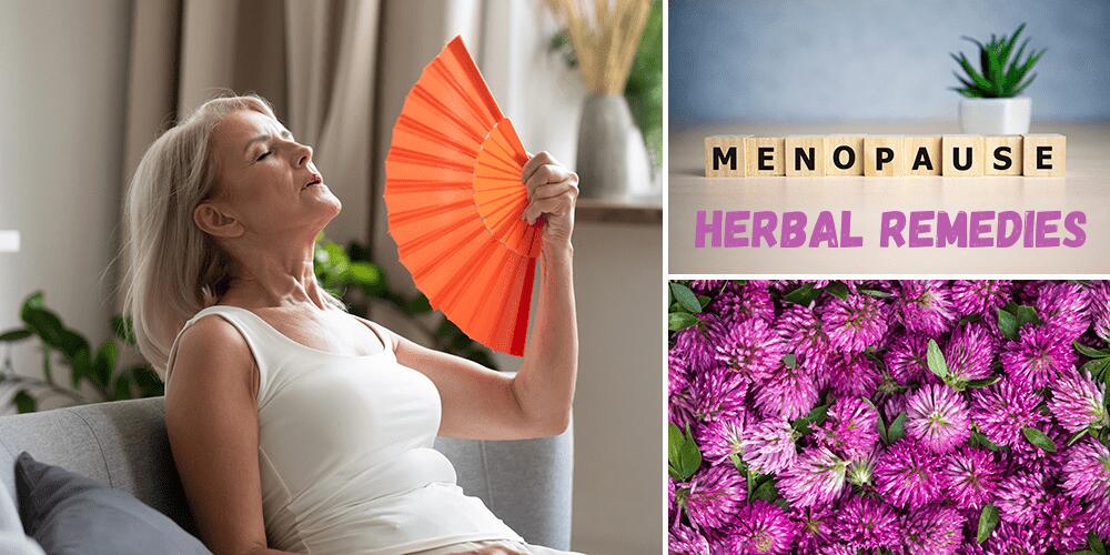 What Happens if You Take Red Clover during Menopause