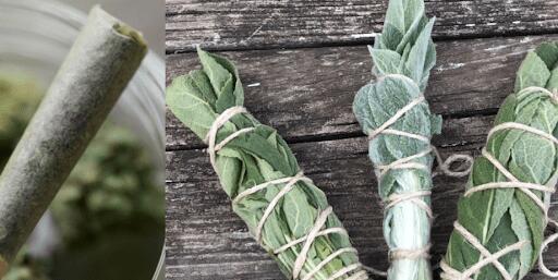 smoke mullein TLRA