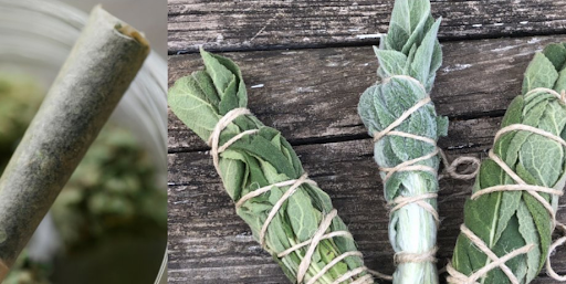 smoke mullein TLRA