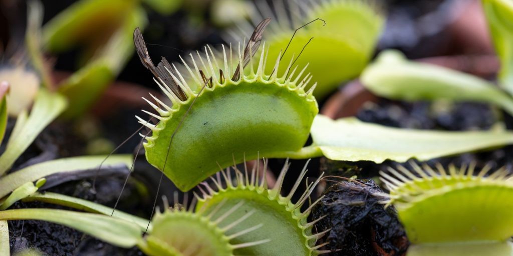 Does The Venus Fly Trap Eat Mosquitoes