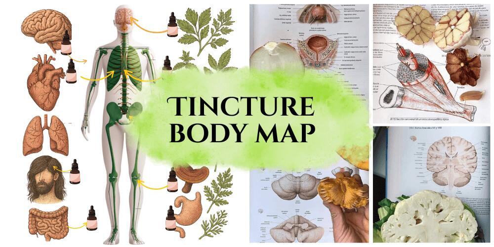 Herbal Body Map The Antibiotic Edition (1)