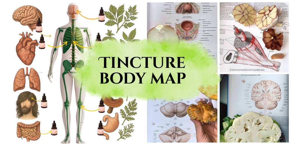 Herbal Body Map The Antibiotic Edition (1)