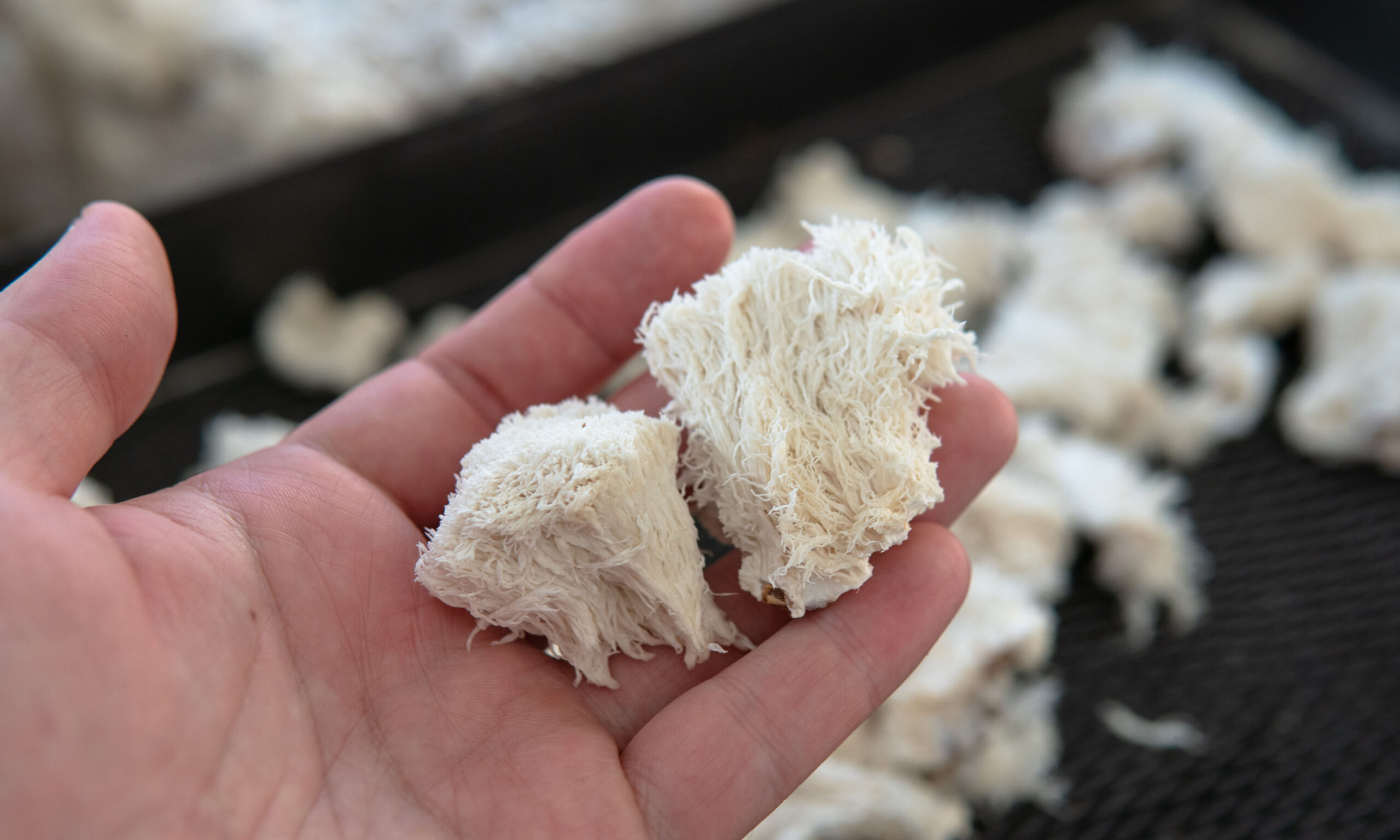 medicinal mushroom nootropic lion's mane. Hericenones and Erinacins. Hericium erinaceus fungi