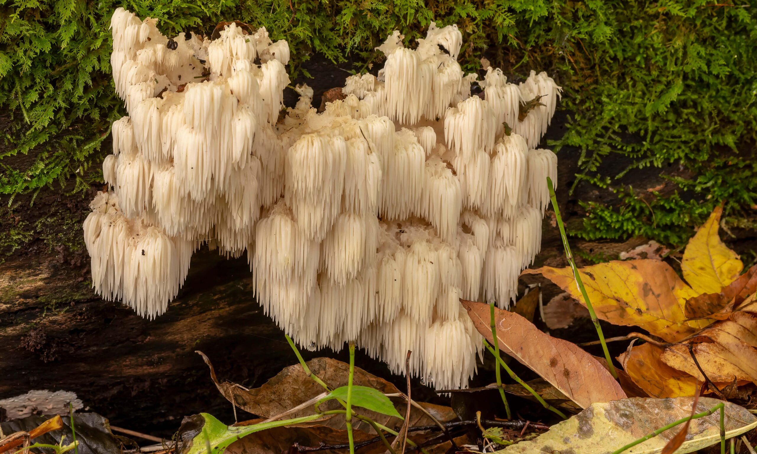 lion's mane (Hericium erinaceus )also called monkey head mush