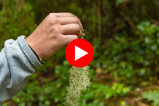 Nature's Doxycycline TLRA