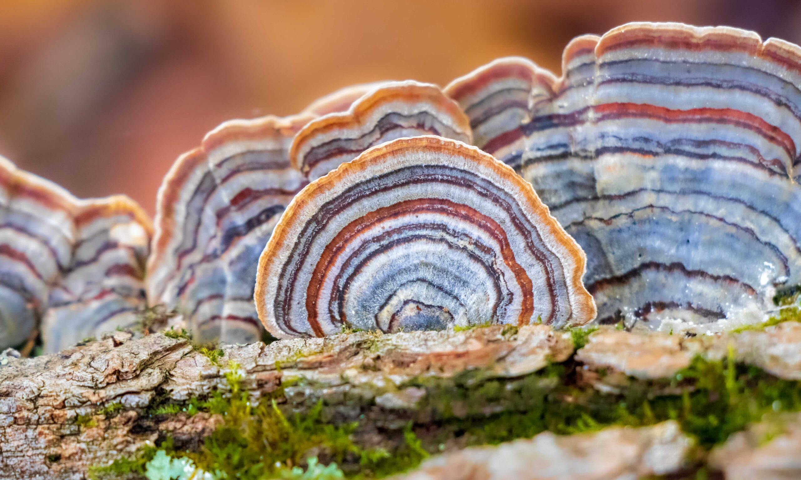 Turkey Tail Medicinal Mushroom (Trametes versicolor)