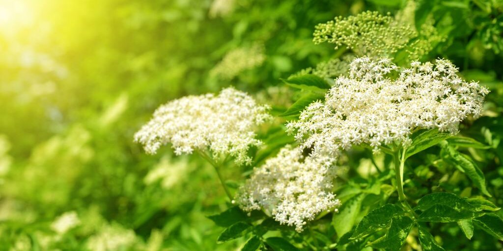 elderflower