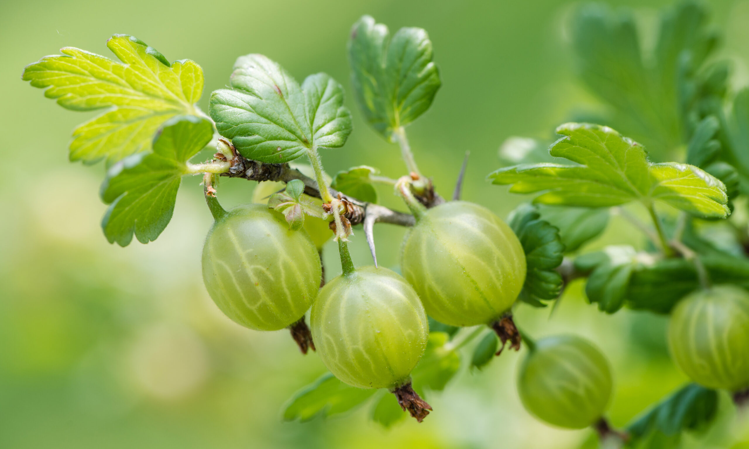 Green gooseberries