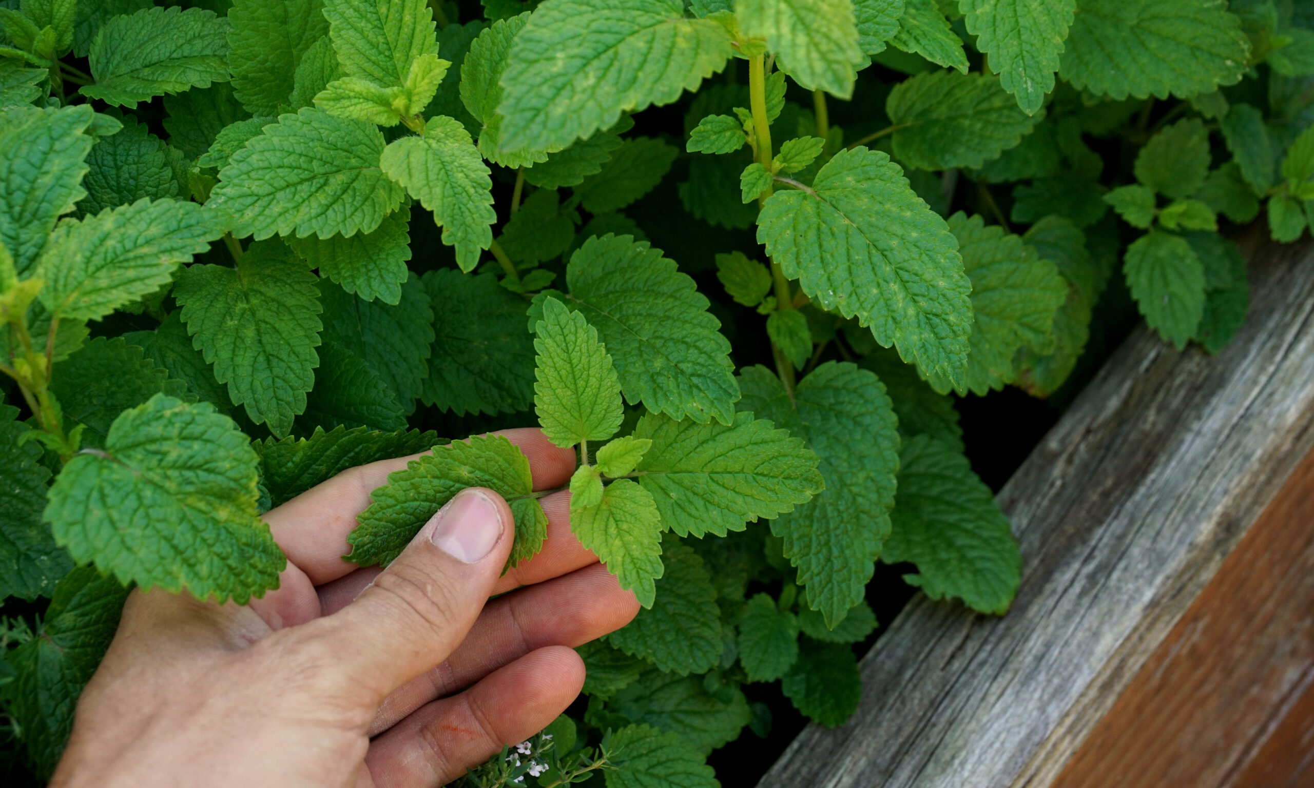 Hand picking fresh green lemon balm from a herbal garden