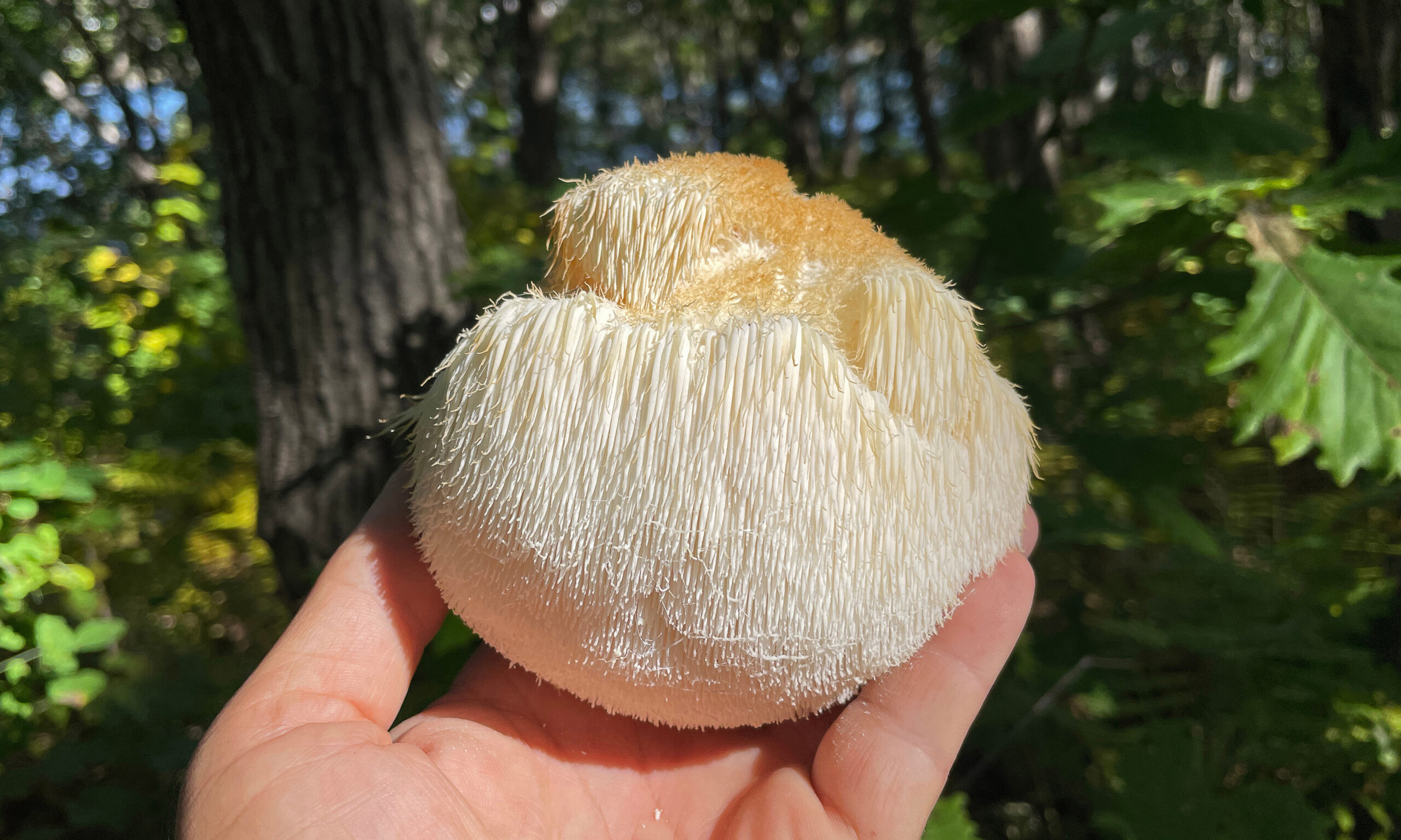lion's mane