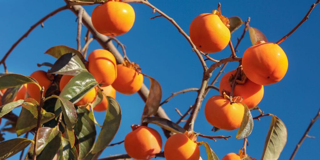 persimmon