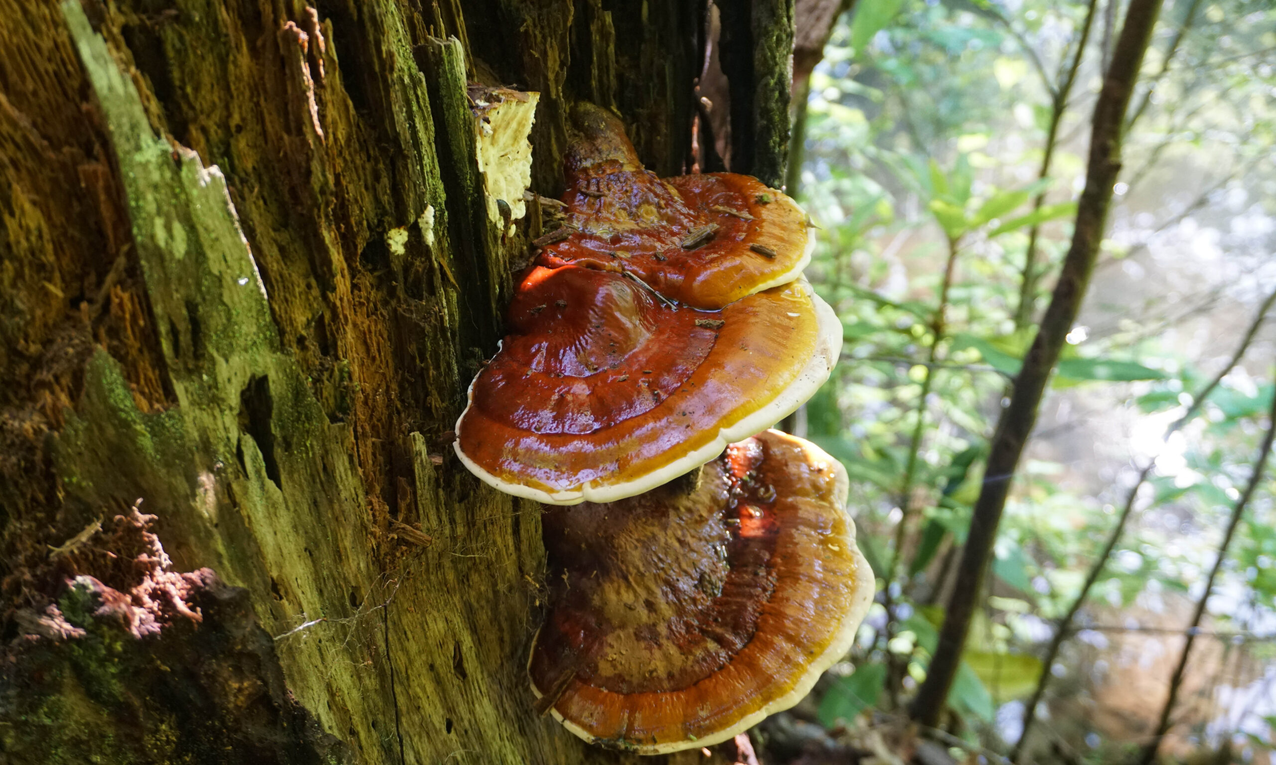 Reishi ( Ganoderma tsugae ) growing in the forest. Popular mushr